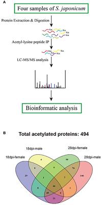 Comparative Analysis of Proteome-Wide Lysine Acetylation in Juvenile and Adult Schistosoma japonicum